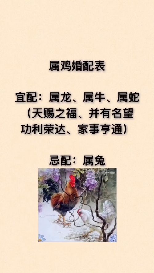 十二生肖鸡的婚姻配对，与哪些生肖最为匹配呢？