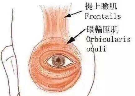 一、 医学视角下的眼皮跳动机制解析