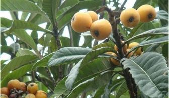 四、 春意盎然与人丁繁荣的生长隐喻