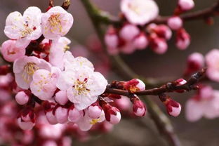 6月马月狗年，哪个生肖桃花蕞旺？