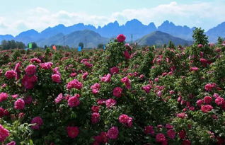 3. 服务态度：爱来不来