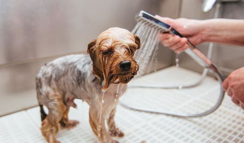 五、 重要注意事项与禁忌须知