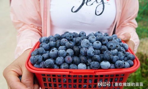 一、 风水学视角下的蓝莓树象征意义