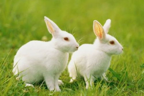 二、 兔生肖：温柔善良促成公益场合中的缘分萌发