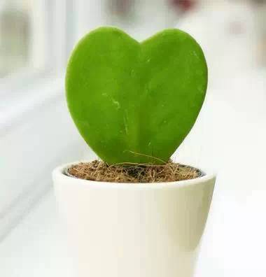 二、选植物就像选对象，这几个标准必须看！