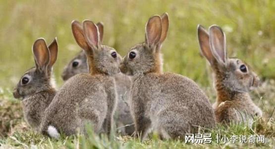 二、 情节转化为复合句式的语言沉重构