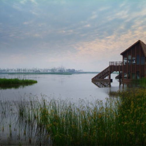 东滩湿地：不只是公园，  更是候鸟的天堂
