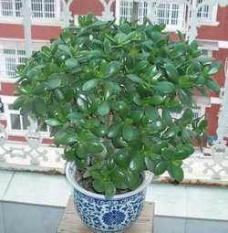 三、 浇水管理：耐旱特性的合理利用