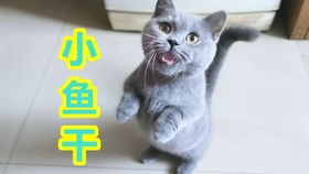 二甲子（鼠）—机警但简单焦虑