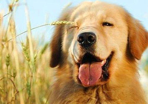 四、 亲密接触与犬类退缩行为的互动观察