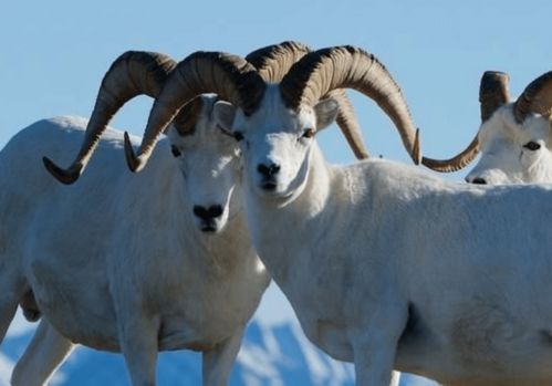 属羊的30岁人在30号会有怎样的运势变化？