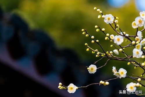 2023年立春具体时间及躲春时段