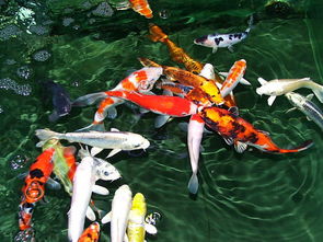 三、 生肖对应色彩及个体化建议