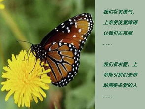 自然启示与生态保护的责任