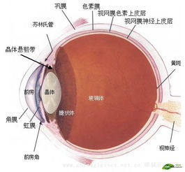 为什么远离眼睛小的男人