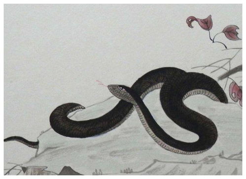 属蛇人26年为何会遭遇小人，这小人运究竟有何影响？