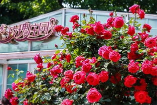 门票：明抢啊！