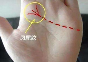 手相中凤尾纹是什么意思？详细说明一下？