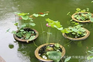 “心如止水”与《菜根谭》中的智慧