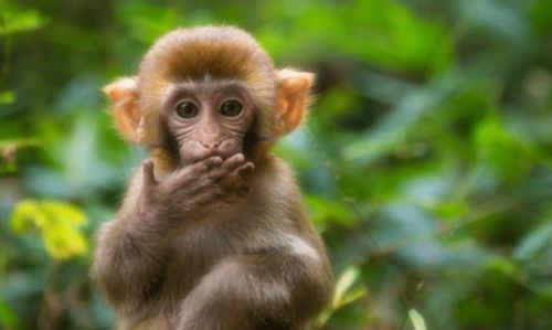 2026年属猴财运如何？注意事项及吉凶分析是什么？