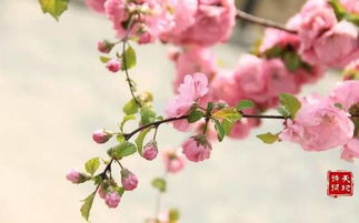 八字中桃花被克对命运有何影响？如何化解？