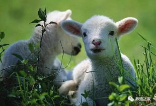 85年属牛男和91年属羊女婚姻配对结果如何？