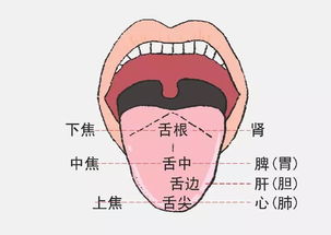 序言：舌相与命运之谜——一部古老智慧的现代审视