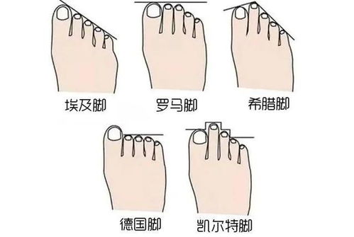 一、  绪论：脚趾形态的命名溯源与文化隐喻