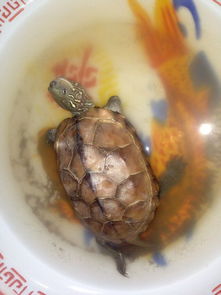 别人赠送乌龟作为礼物，这背后是否蕴含着吉祥的寓意呢？