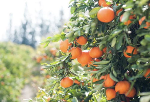 第二节：生肖互动的命理逻辑与运势推演