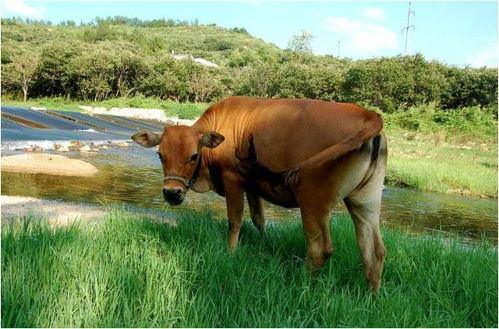 1985年属牛女性在2026年的运势和详细运程具体解析是怎样的？