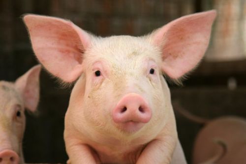 震惊！属猪人在这三个地方竟然能一夜暴富！不看后悔一辈子！