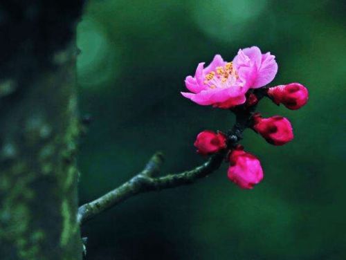 ：六月桃花之象与人文情感的交织