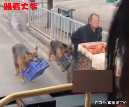 三、 藏獒（西藏獒犬）寿命及饲养要点——以案例说明较高实际价值犬种的养护投入成本