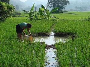 芦苇的神奇力量