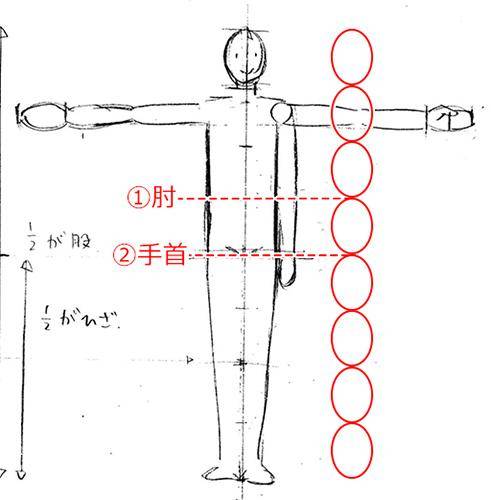 温和敦厚与身体比例的关联性推演