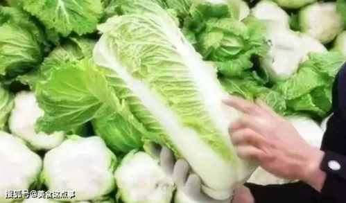 别人吃大白菜？完了完了