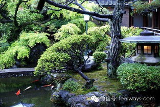 二、 日本园林常见松树品种及其独特形态特征