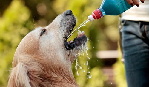 为什么人们常说冬月的狗命不好，这背后有什么原因吗？