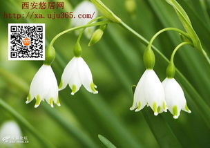 ：兰花在传统文化与风水学中的地位及其象征意义