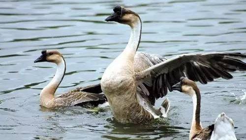 以鹅或茶叶为聘礼，这些农村传统婚俗中蕴含的民俗寓意是什么？