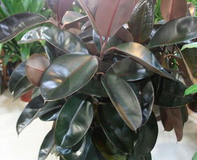 室内盆栽风水布置方法有哪些讲究？