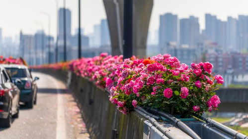 月季园崭新景点：30元门票里的花与实惠