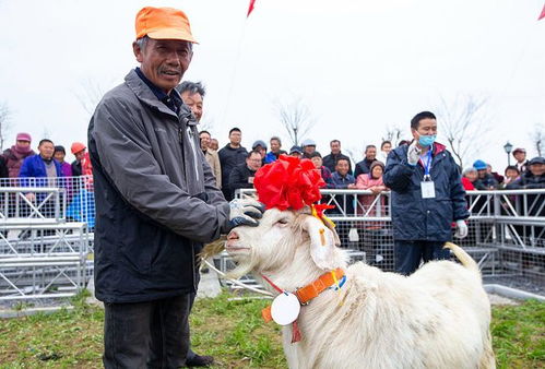 十二生肖羊的六个贵人具体是谁？