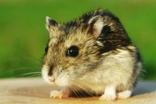 哪个生肖动物对应将年，动物属什么生肖的含义是什么？