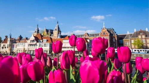 五、 案例分析：从高中到大学再到科研深造之路径演绎