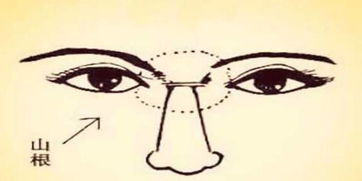 面相学概论：从整体到局部的结构化分析框架