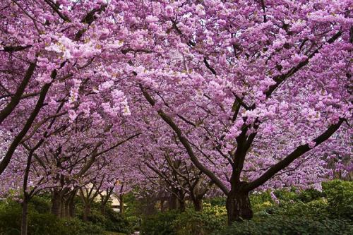 一、 樱花树在传统风水观念中的定位
