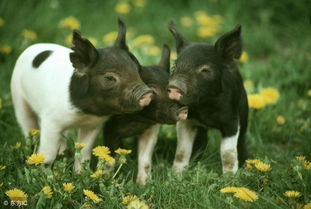 1971年属猪2026年冲太岁破解方法是什么？71年属猪犯太岁怎么化解用点什么？