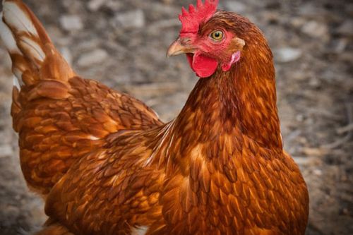 1993年属鸡男性婚姻状况如何？有没有合适的伴侣？